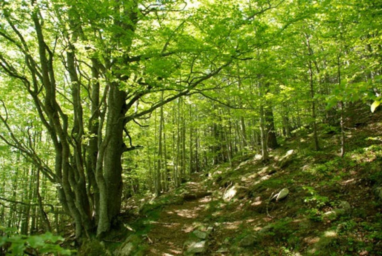 Naturaleza Y Aire Puro En El Pirineo Oriental En Una Bonita Casa Rural De Piedra Prats-de-Mollo-la-Preste Exterior foto